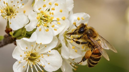 Bez pszczół nie byłoby życia. 20 maja obchodzimy ich święto