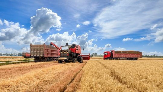 Dlaczego wapnowanie gleby to inwestycja w przyszłe plony? Dlaczego wapnowanie gleby to inwestycja w przyszłe plony?
