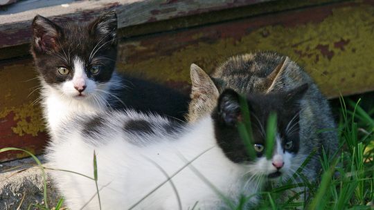 Kociaki cudaki szukają domów [zdjęcia]