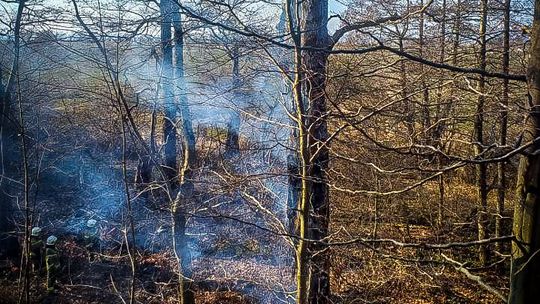 O krok od tragedii – pożar w lesie