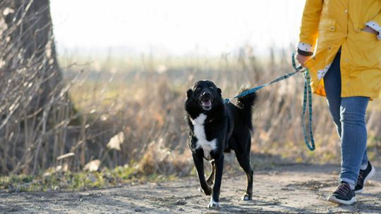 Rocky pilnie potrzebuje domu tymczasowego