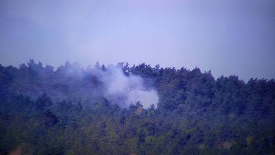 Spłonęło 15 arów lasu na Mierzei Wiślanej