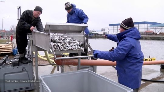 Trwają Żniwa Śledziowe na Zalewie Wiślanym [materiał filmowy]